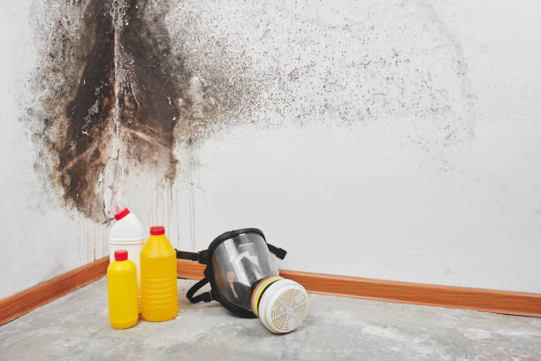 Best Professional Mold Removal  in Locust Valley, NY