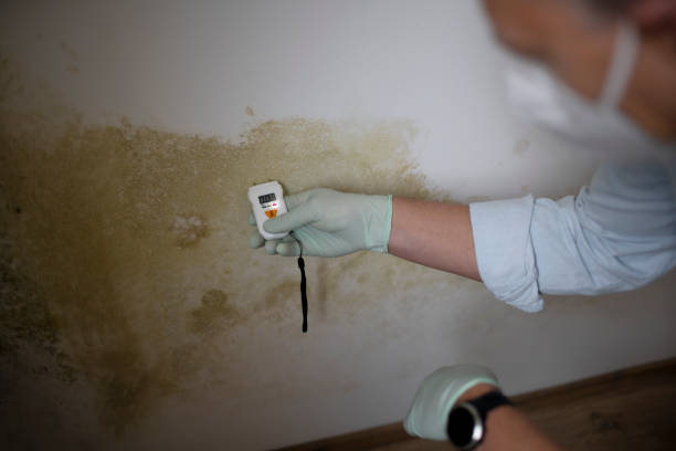 Professional Mold Removal in Locust Valley, NY