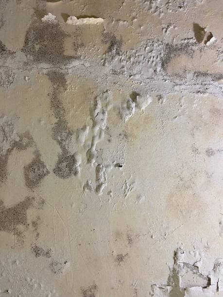 Best Affordable Mold Removal  in Locust Valley, NY