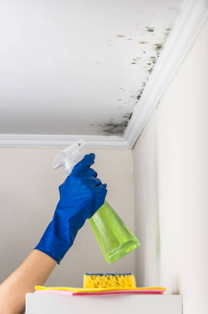 Best Local Mold Removal Service  in Locust Valley, NY